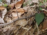 Diatrype virescens image