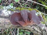 Exidia crenata image