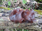 Exidia crenata image
