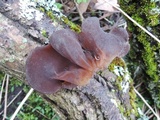 Exidia crenata image