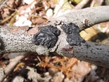 Exidia nigricans image