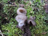 Disciotis venosa image