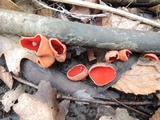 Sarcoscypha austriaca image