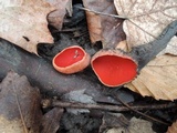 Sarcoscypha austriaca image