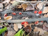 Sarcoscypha austriaca image