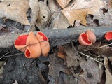 Sarcoscypha austriaca image