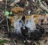 Gyromitra korfii image