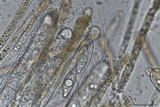 Gyromitra korfii image