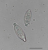 Gyromitra korfii image