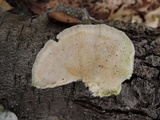 Trametes pubescens image
