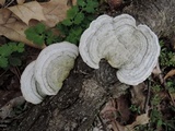 Trametes gibbosa image
