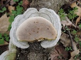 Trametes gibbosa image
