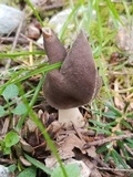 Helvella compressa image