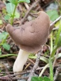 Helvella compressa image