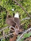 Helvella compressa image