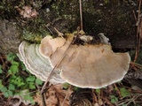 Trametes pubescens image
