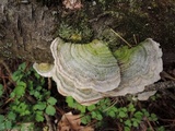 Trametes pubescens image