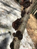 Exidia crenata image