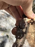 Exidia crenata image