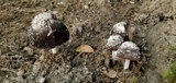 Coprinus calyptratus image