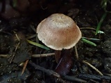 Inocephalus cystomarginatus image