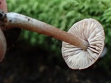 Inocephalus cystomarginatus image