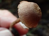 Inocephalus cystomarginatus image