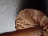 Inocephalus cystomarginatus image