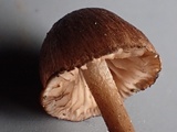 Inocephalus cystomarginatus image