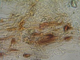 Inocephalus cystomarginatus image