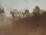 Inocephalus cystomarginatus image