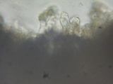 Inocephalus cystomarginatus image