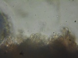 Inocephalus cystomarginatus image