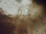 Inocephalus cystomarginatus image