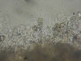 Inocephalus cystomarginatus image