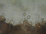 Inocephalus cystomarginatus image