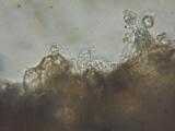Inocephalus cystomarginatus image
