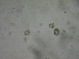 Inocephalus cystomarginatus image
