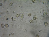 Inocephalus cystomarginatus image