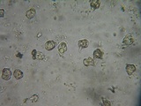 Inocephalus cystomarginatus image