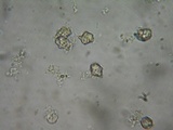 Inocephalus cystomarginatus image