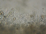 Inocephalus cystomarginatus image