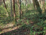 Inocephalus cystomarginatus image