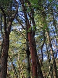 Inocephalus cystomarginatus image