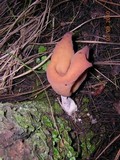 Gyromitra infula image