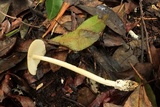Amanita sect. Vaginatae image