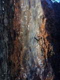 Cryptococcus macerans image