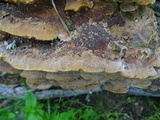 Phellinus gilvus image