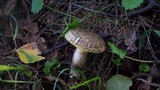 Boletus chrysenteron image