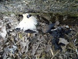 Coprinellus flocculosus image